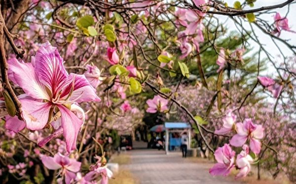 组图：南台湾花旗木、羊蹄甲及小叶榄仁之美