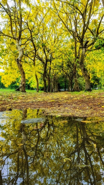 组图：南台湾壮观美景 “阿勒勃”黄金雨盛开